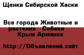 Щенки Сибирской Хаски - Все города Животные и растения » Собаки   . Крым,Армянск